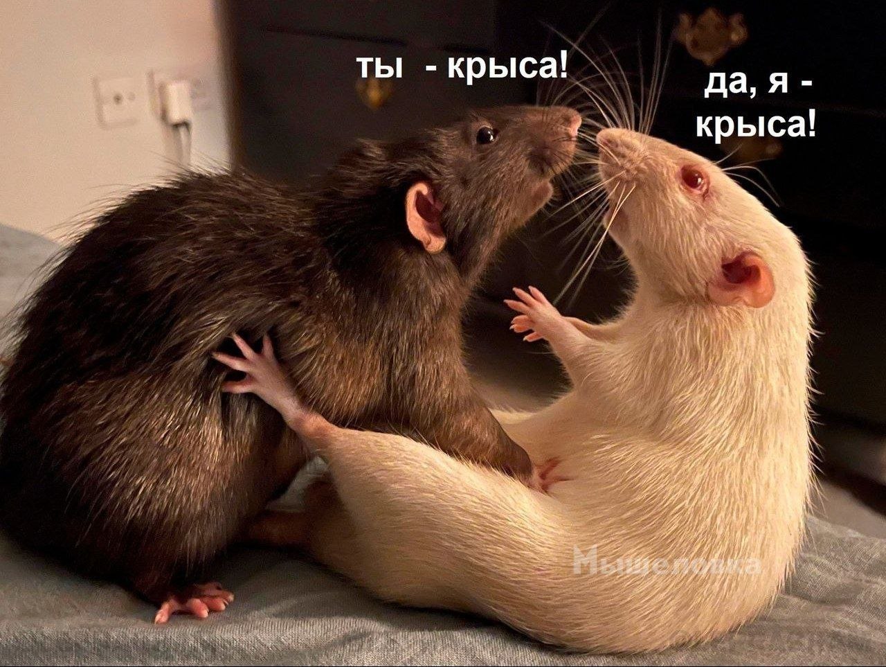 Домашняя крыса в руках человека