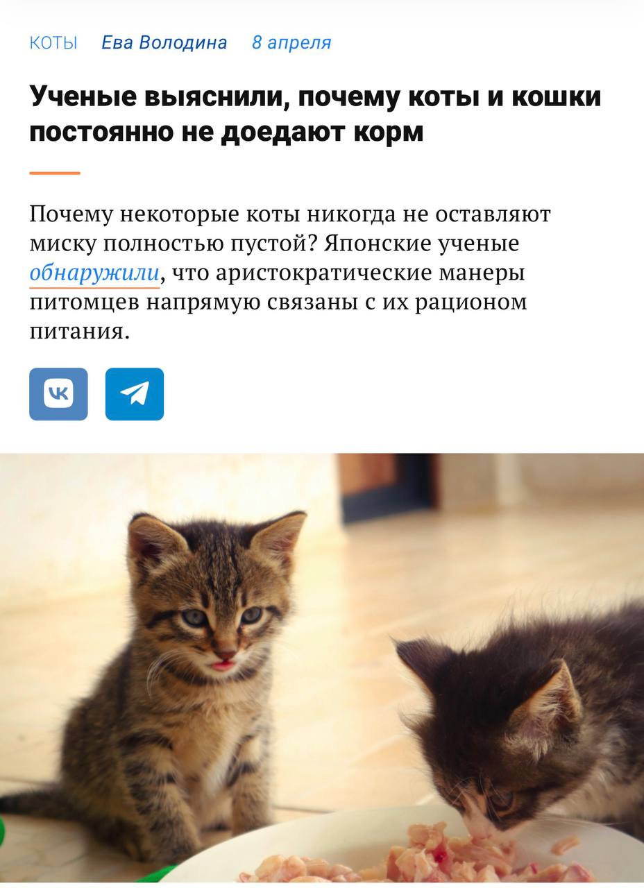 Кошка разглядывает миску с разными видами корма