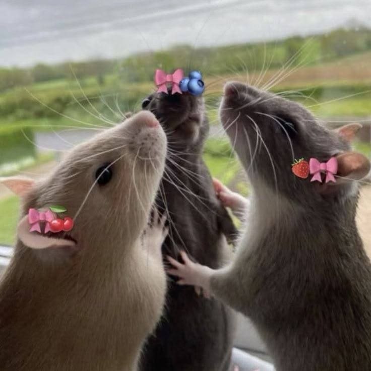 Две подруги обнимаются и смеются вместе