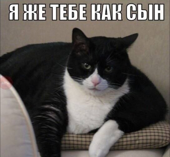 Сходство ДНК человека и кошки 90 процентов