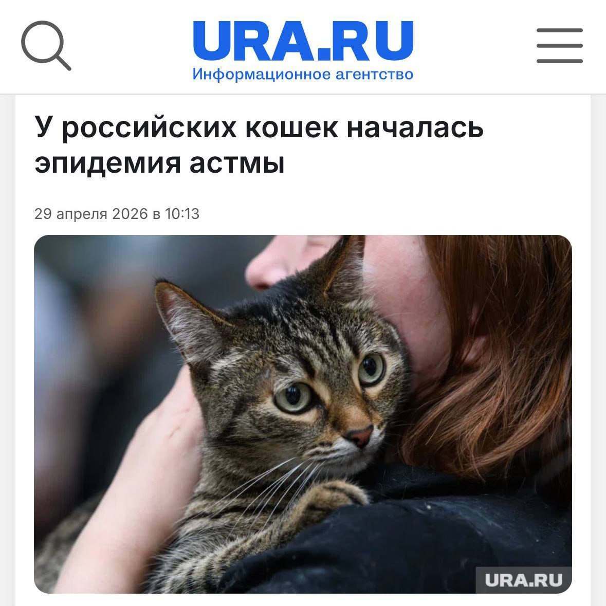 Кошка с приступом удушья и одышкой на приеме у ветеринара