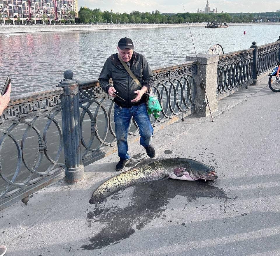 Группа рыбаков вытаскивает огромного сома из Москвы-реки