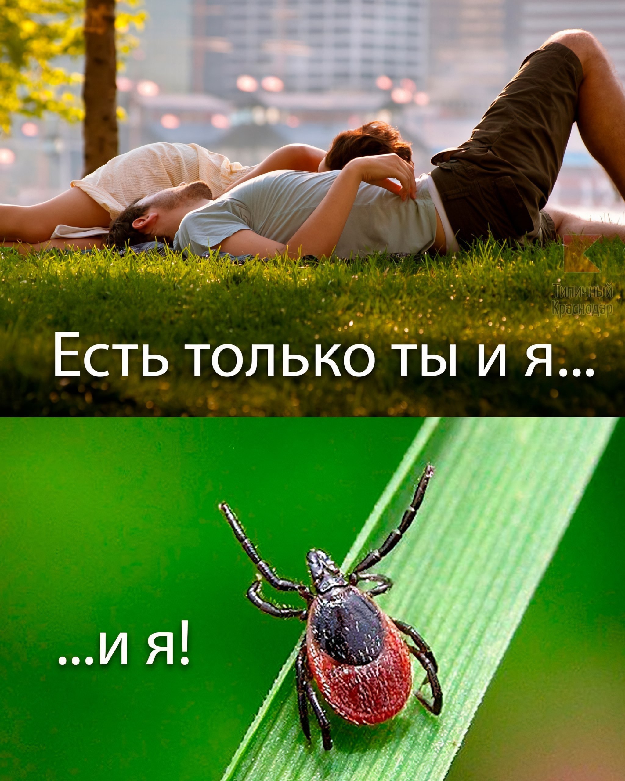 Клещ на травинке в лесу готовится к атаке