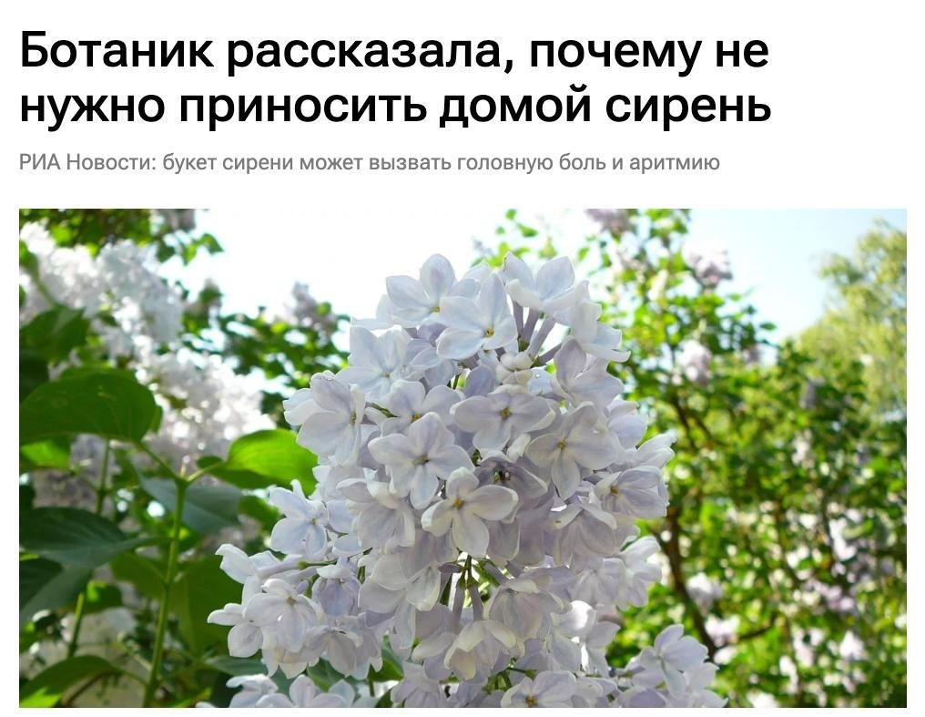 Букет сирени в вазе на столе