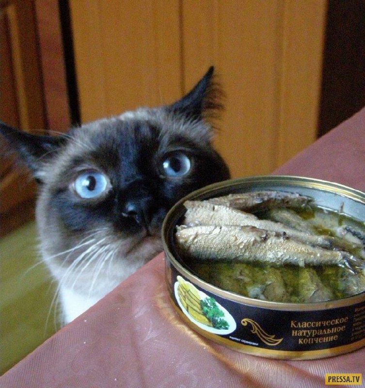 Банка шпрот на столе рядом с овощами