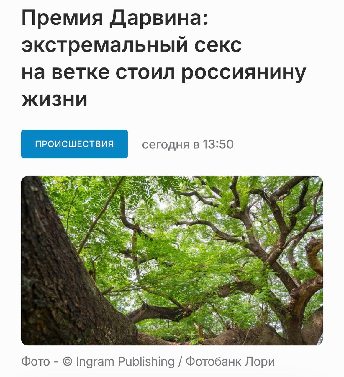 Падение пары с дерева во время экстремального секса