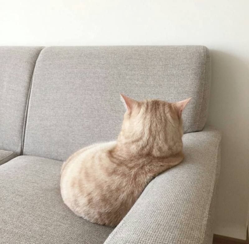 Кошка с недовольным выражением морды смотрит на человека