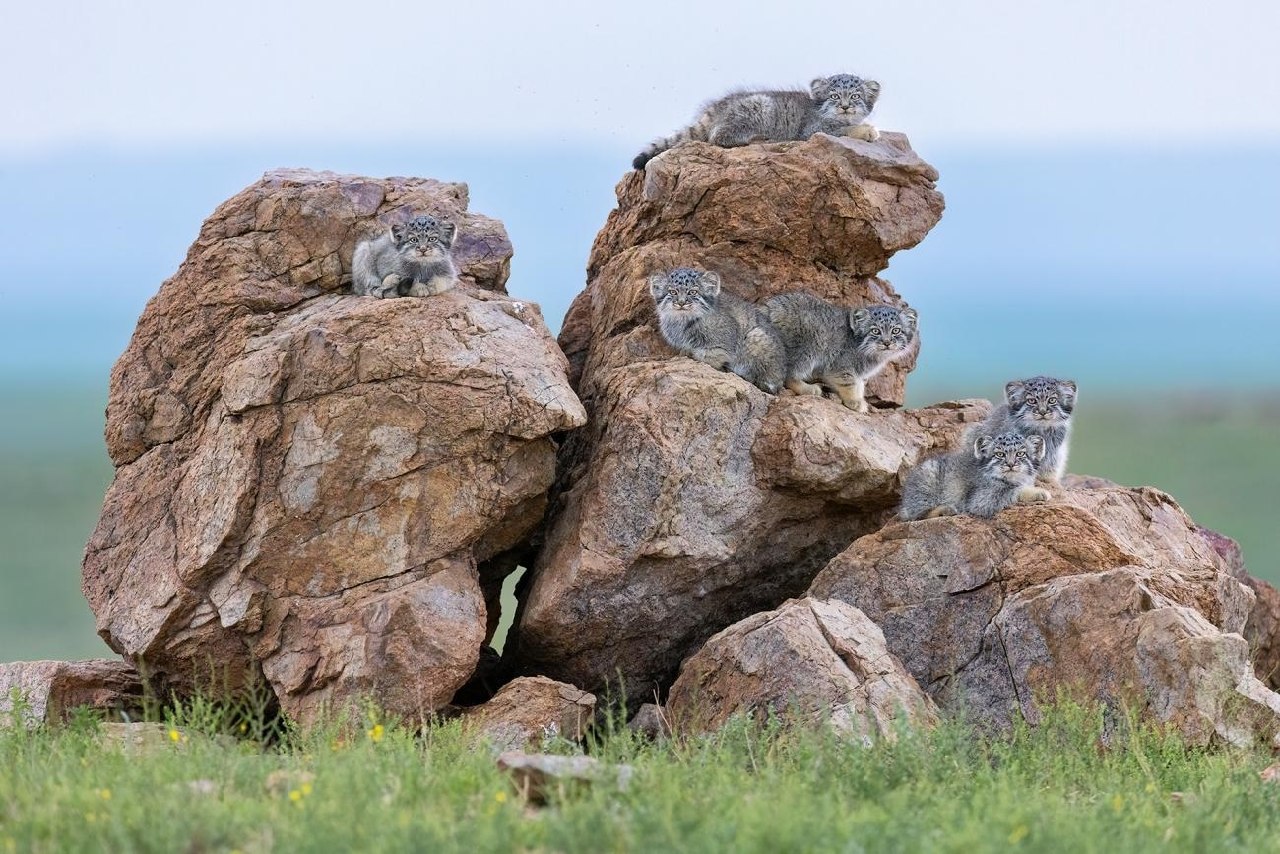 Семейство редких манулов позирует фотографу в степи