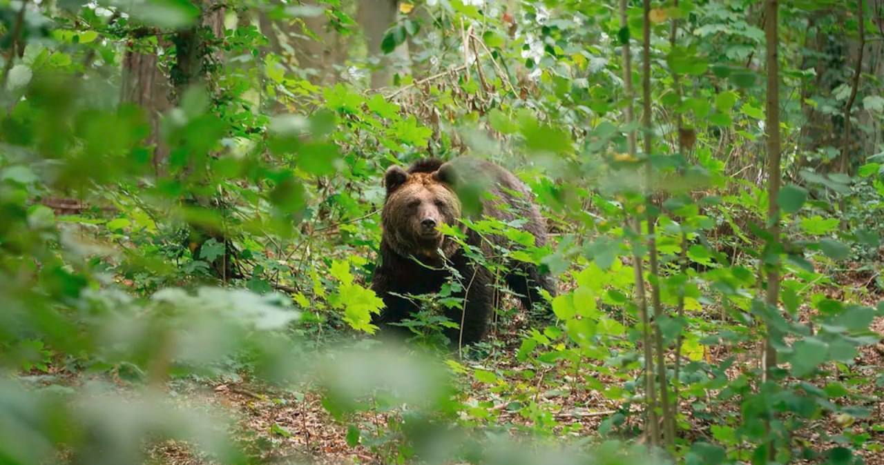 Медведь в лесу нападает на сборщиков ягод