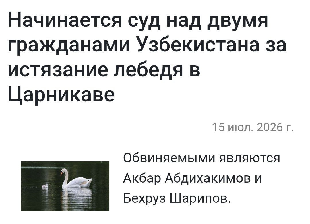 Лебедь на реке в Латвии