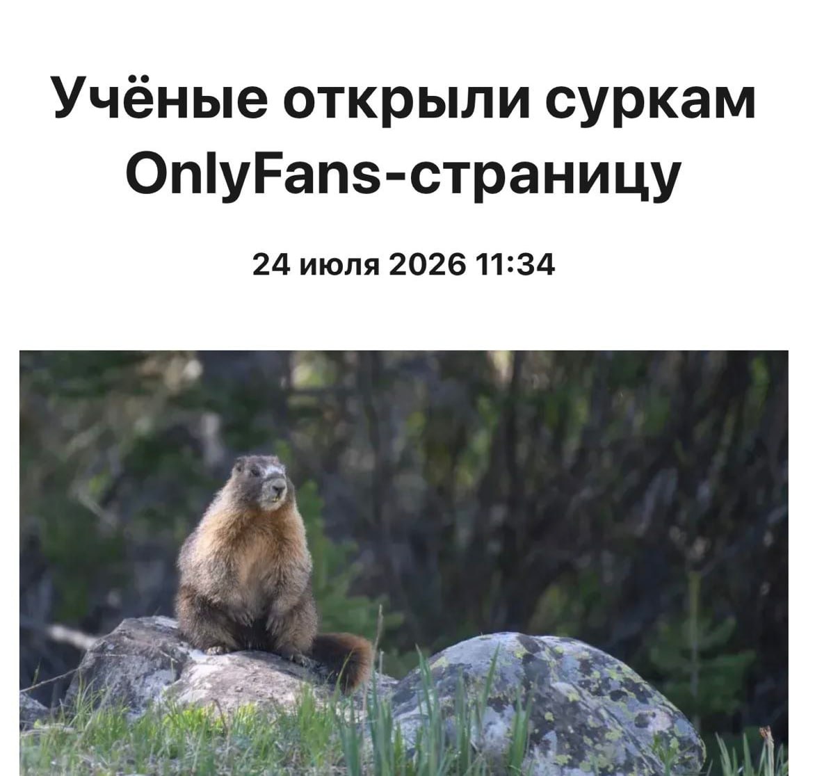 Сурок играет на траве в научном проекте OnlyMarms