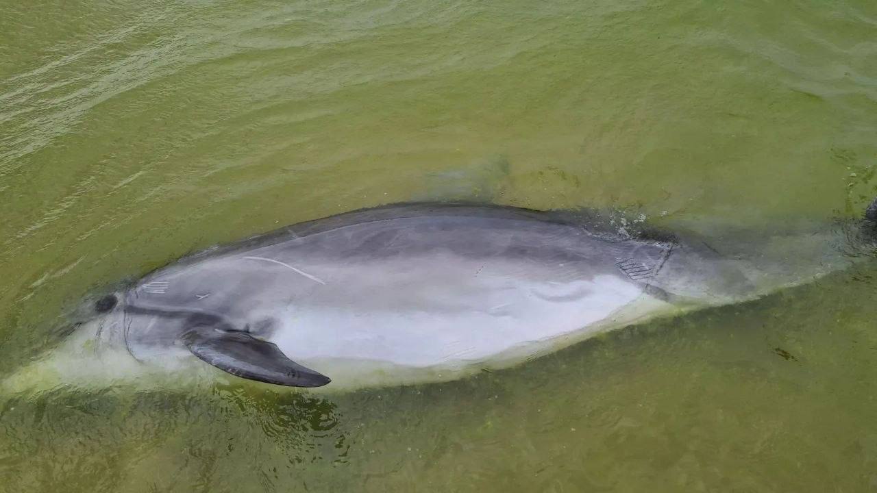 Мертвый дельфин на пляже в Анапе после действий туристов