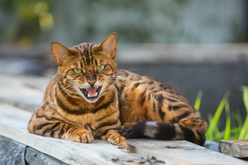 Бенгальский кот нападает на маленькую собаку