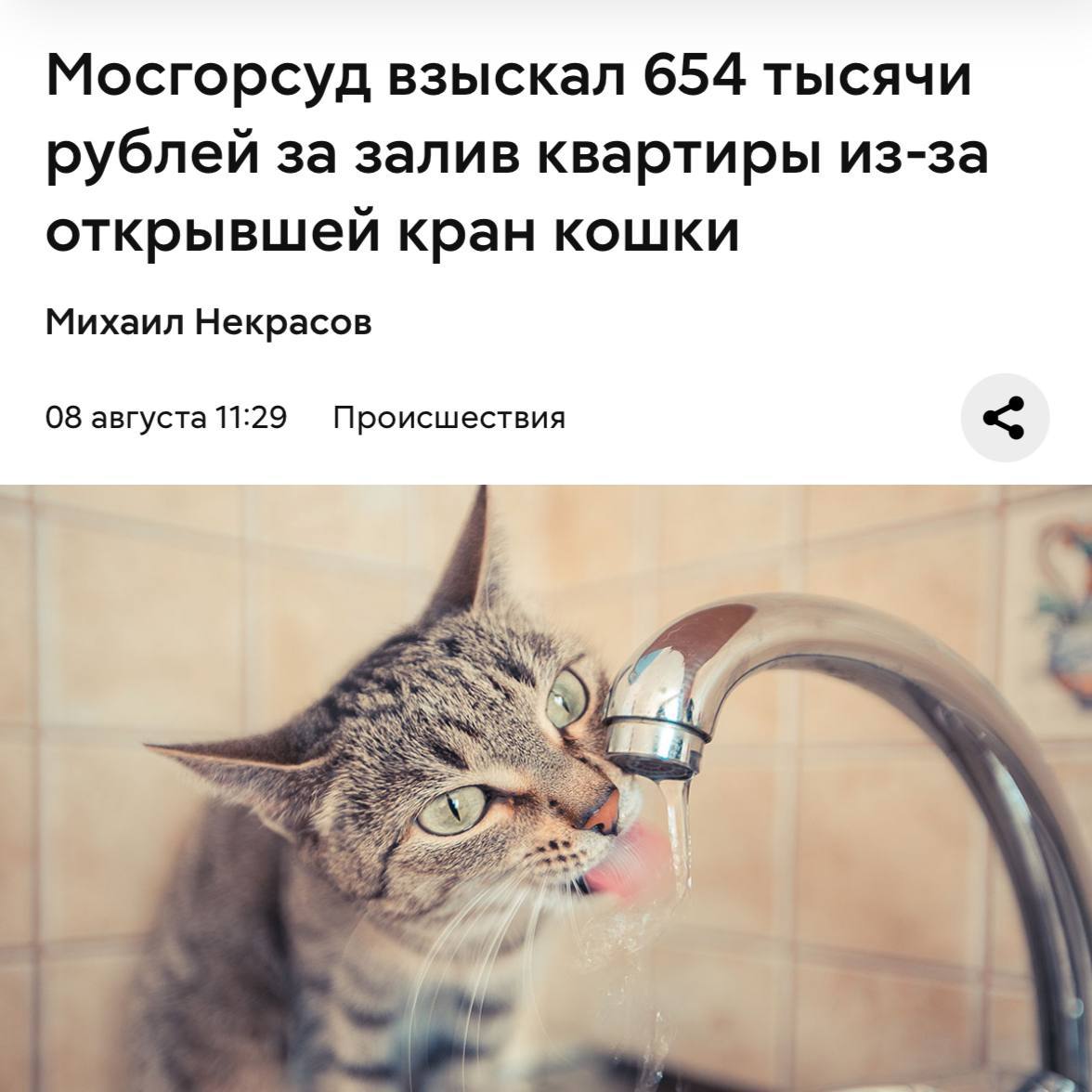 Кошка лапой открывает водопроводный кран на кухне