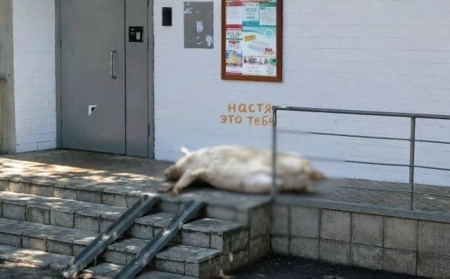 Свиная туша у подъезда с надписью