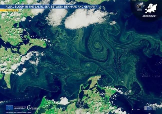 Зеленая пена из токсичных водорослей на балтийском пляже