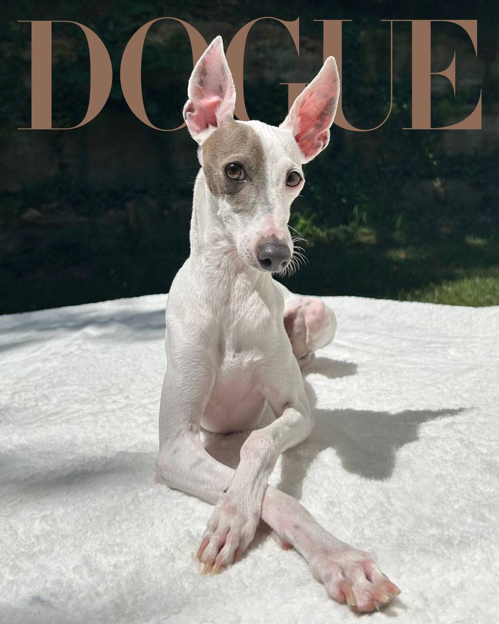 Левретка Спад — победитель премии Dogue