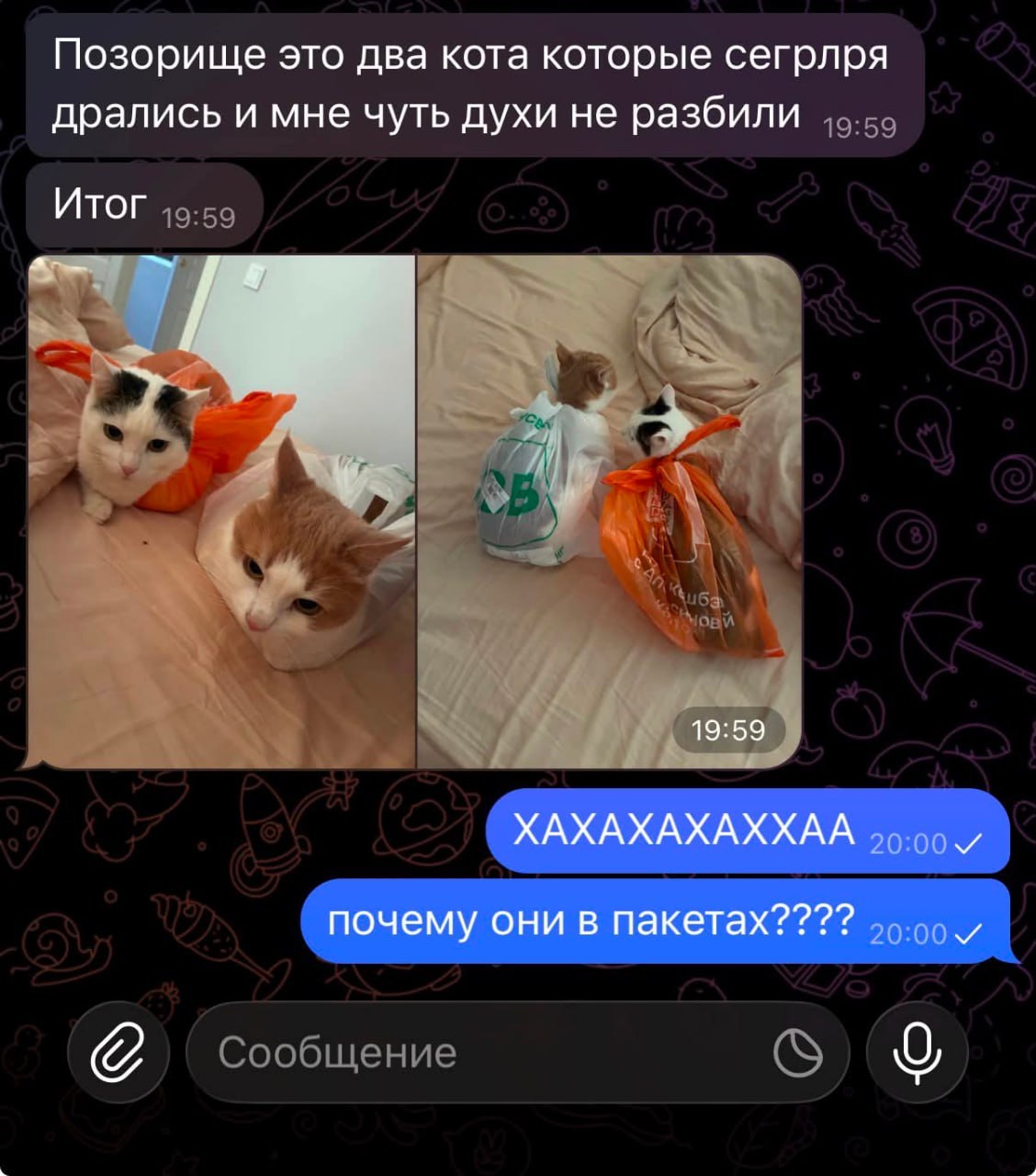 Кот в смирительной рубашке с удивлёнными глазами