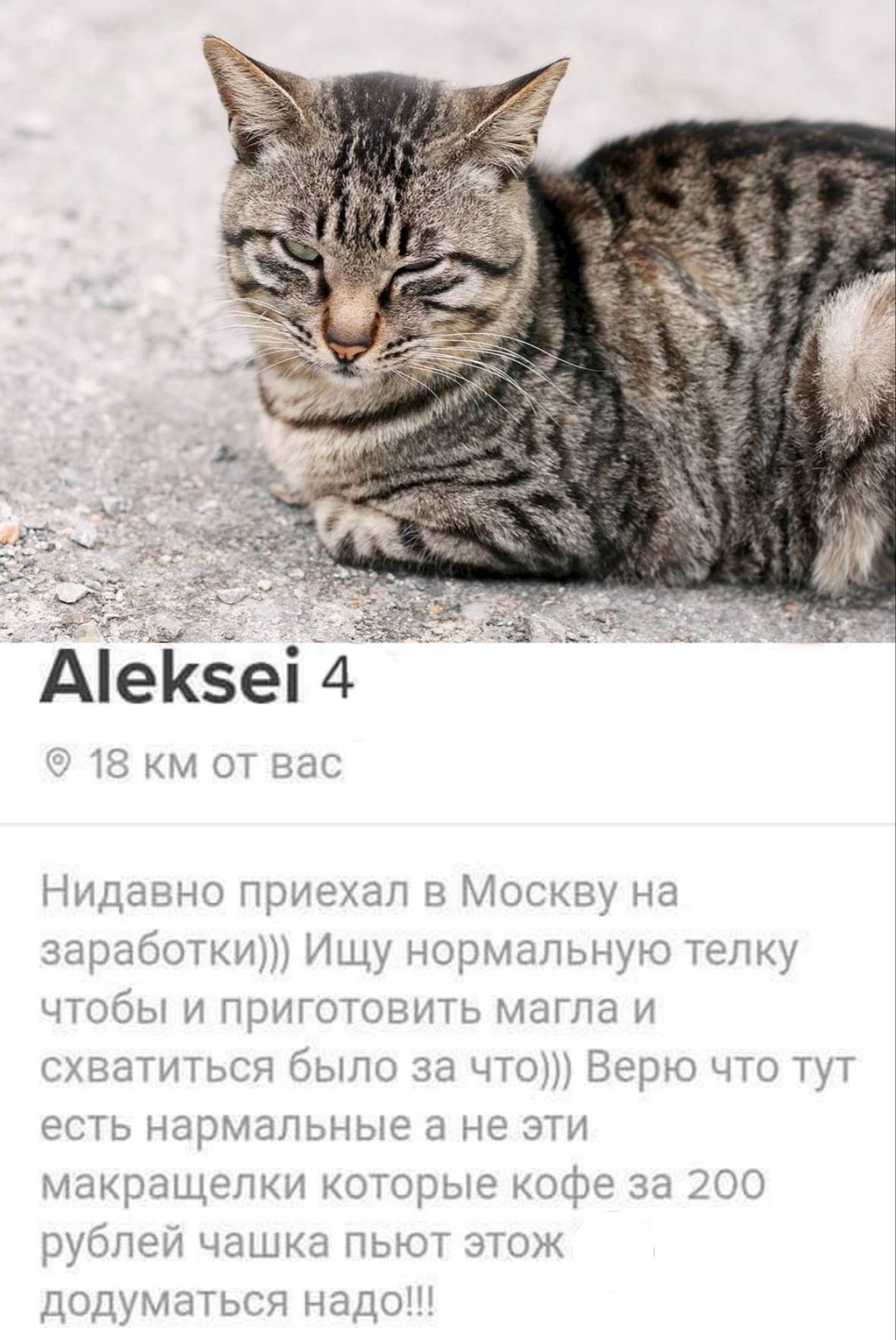Кот и человек общаются через кототиндер