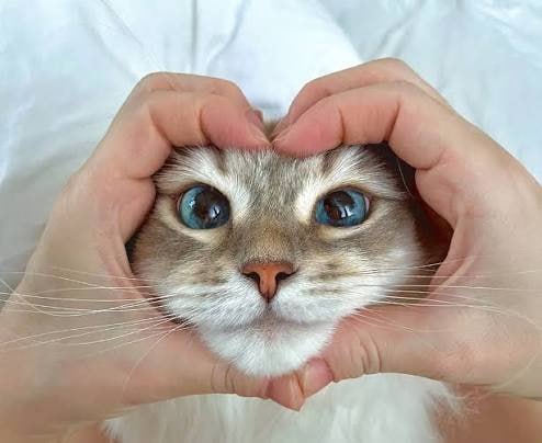 Кошка мурчит на коленях у счастливого хозяина