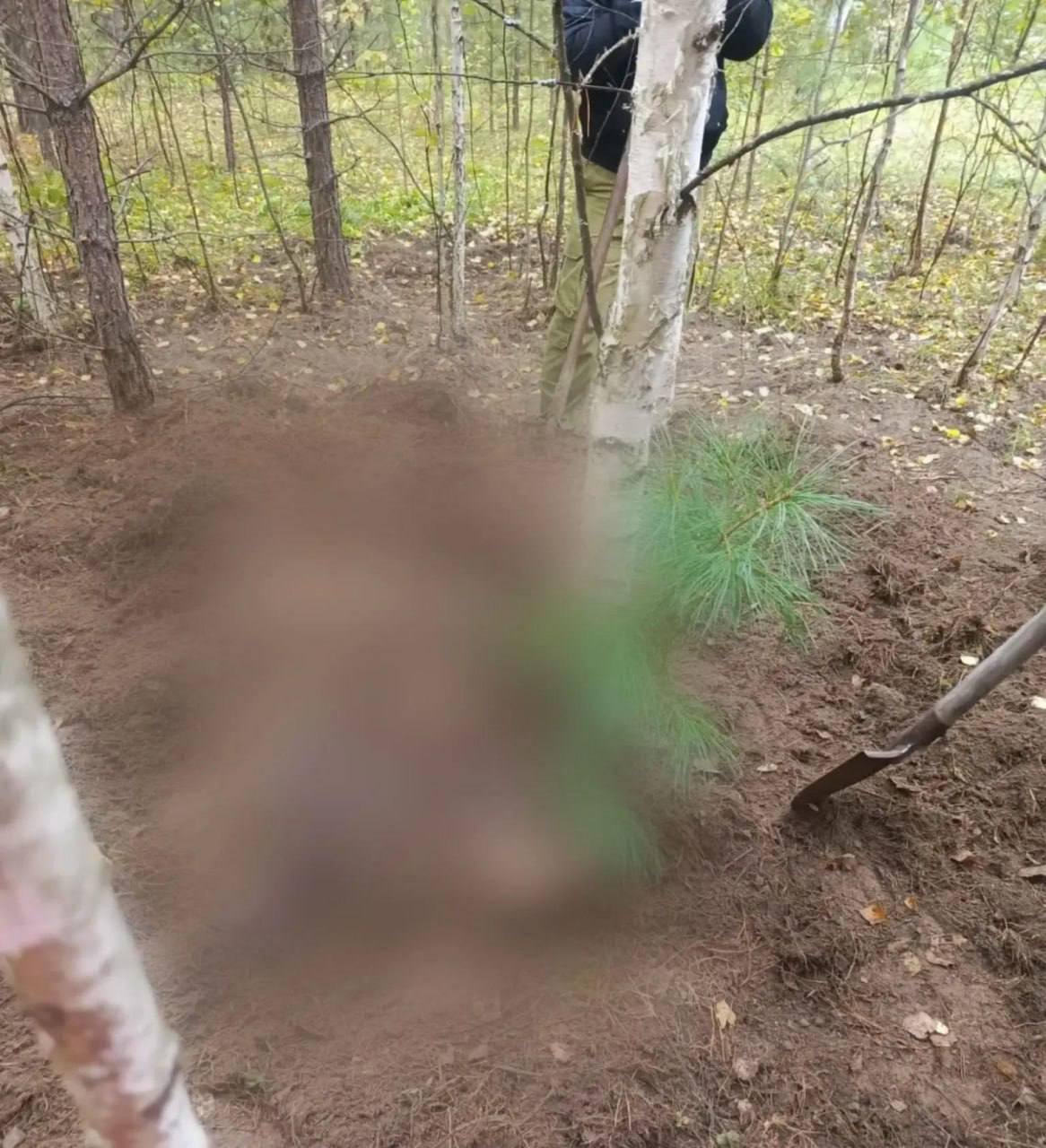 Медведь в лесу нападает на человека