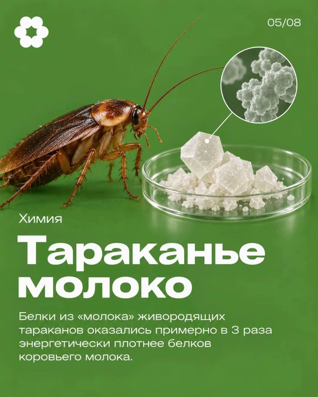 Кристаллы тараканьего молока под микроскопом
