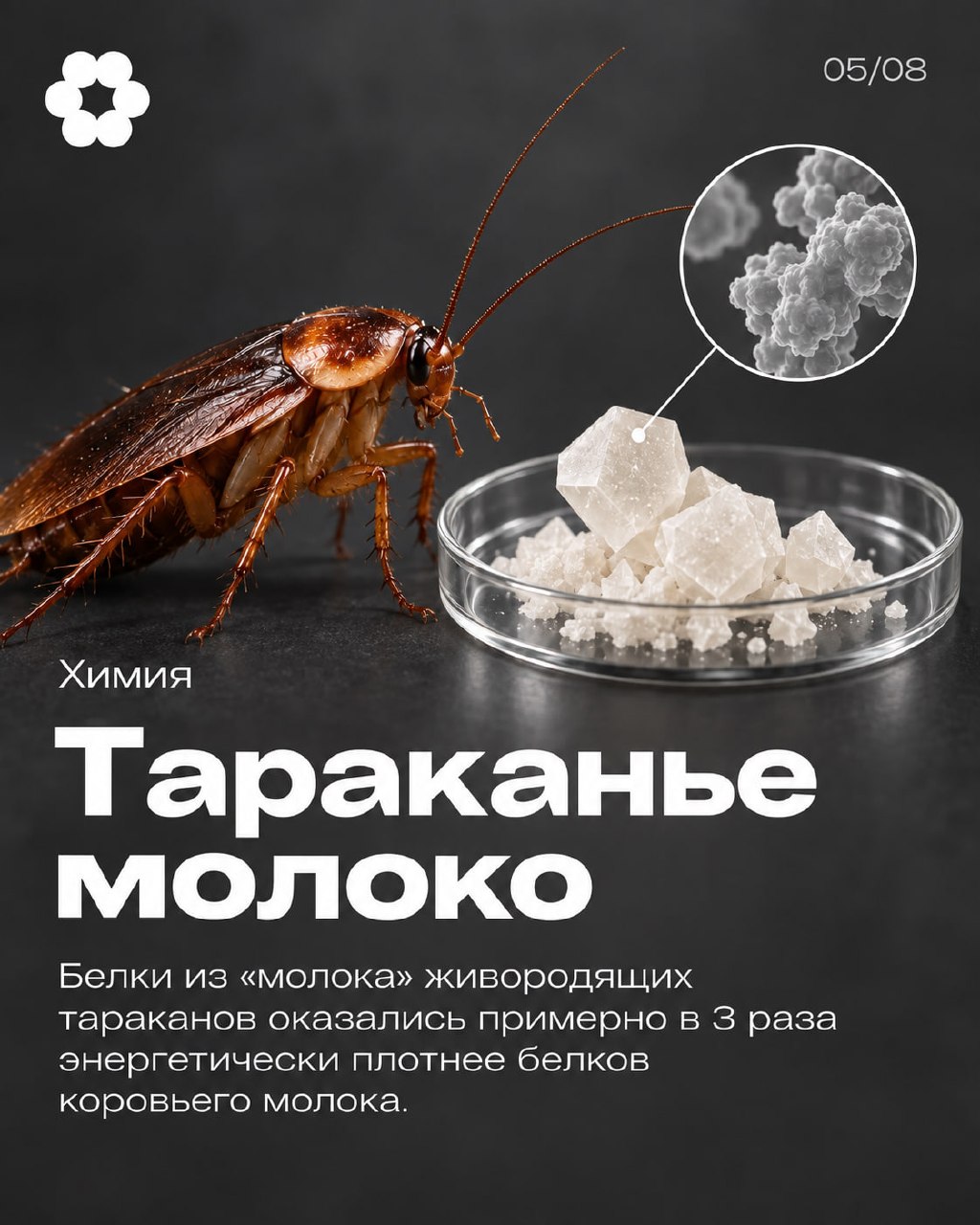 Тараканье молоко в пробирке с высоким содержанием белка