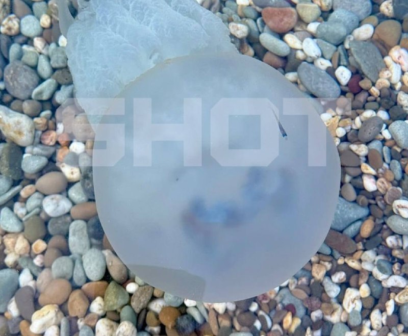 Ядовитые медузы корнероты на побережье Азовского моря