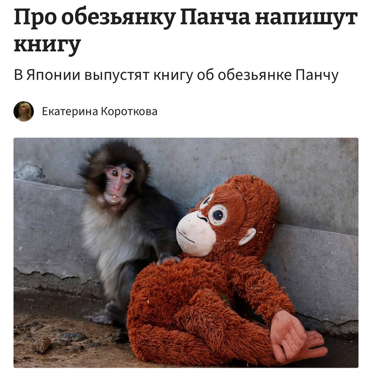 Обезьянка Панч обнимает плюшевого орангутана