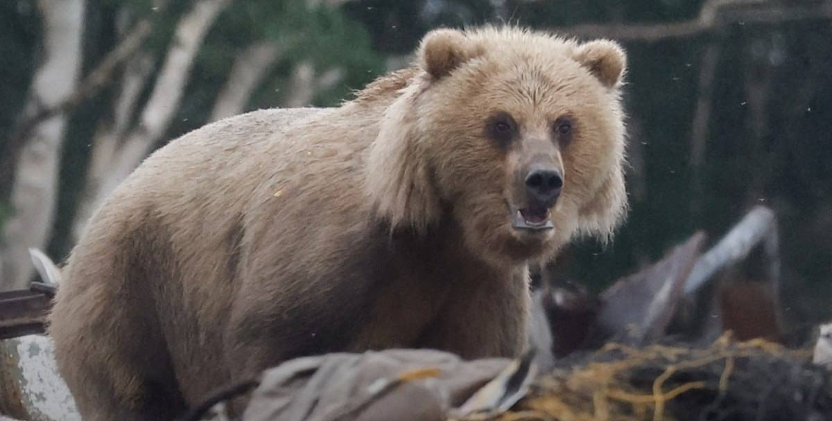 Бурый медведь вышел к деревне в Сибири