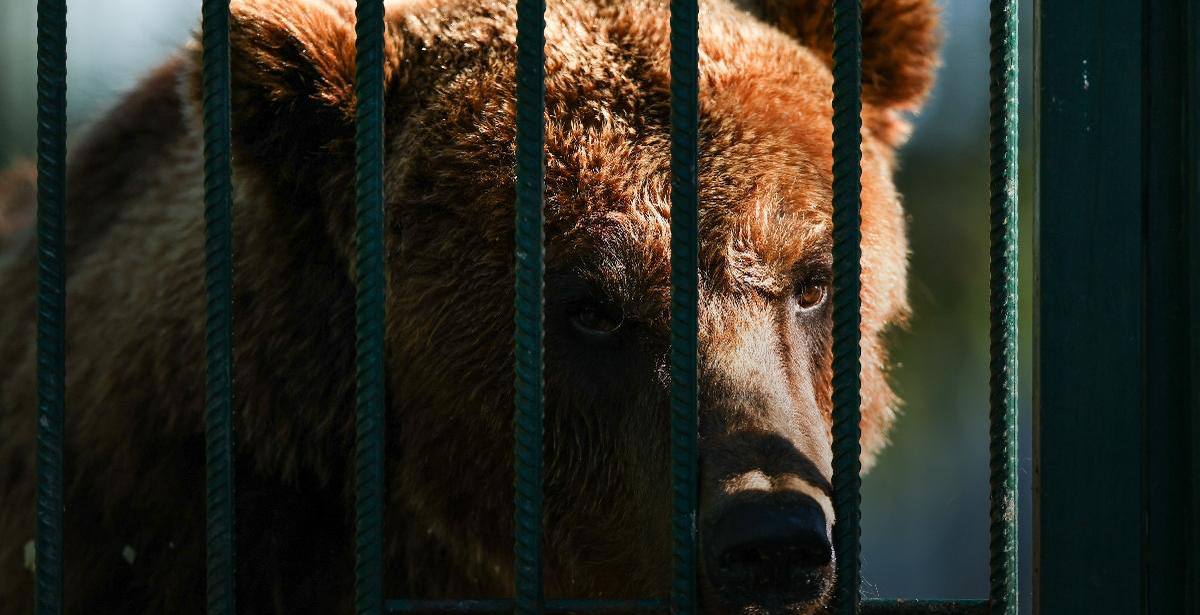 Бурый медведь в лесу: рост популяции в России