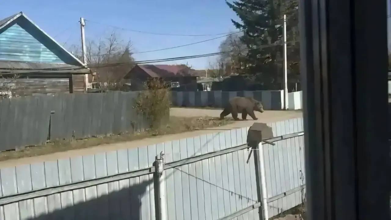 Женщина за ноутбуком создаёт изображение медведя